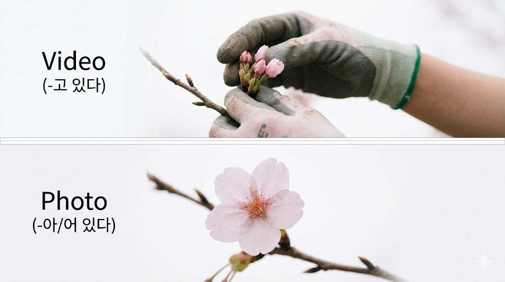 桜の花が「今まさに開こうとしている」動画イメージ（-고 있다）と、「すでに咲いている」静止画イメージ（-아/어 있다）の比較図。進行と状態の文法的な違いを視覚化。